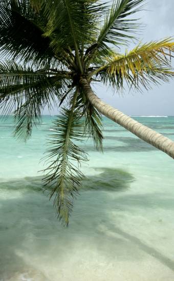 Plantation de palmiers dans un jardin vers aix en Provence